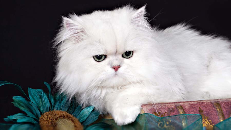 a persian cat with white fur and little pink nose