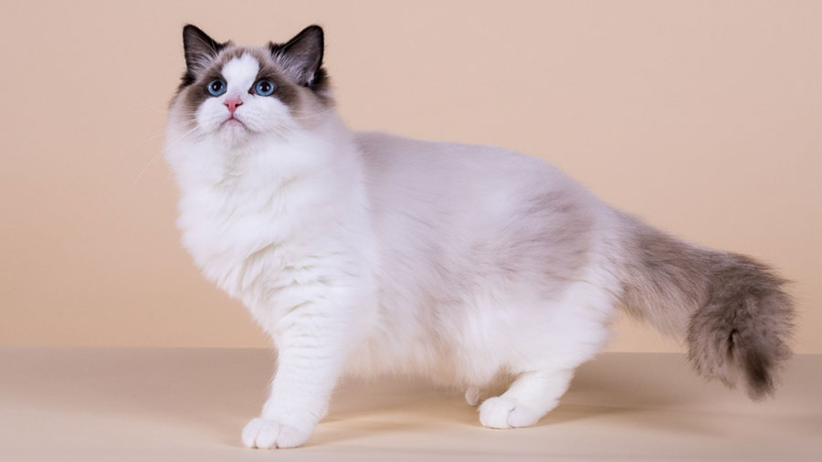 a ragdoll cat with white and light brown fur is standing on the floor