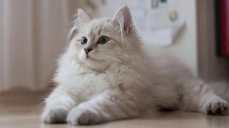 a siberian cat sitting on the floor with white and light brown fur